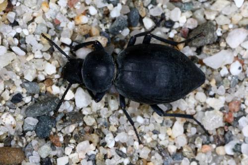 Réf. 350 254 : Tentyria mucronata